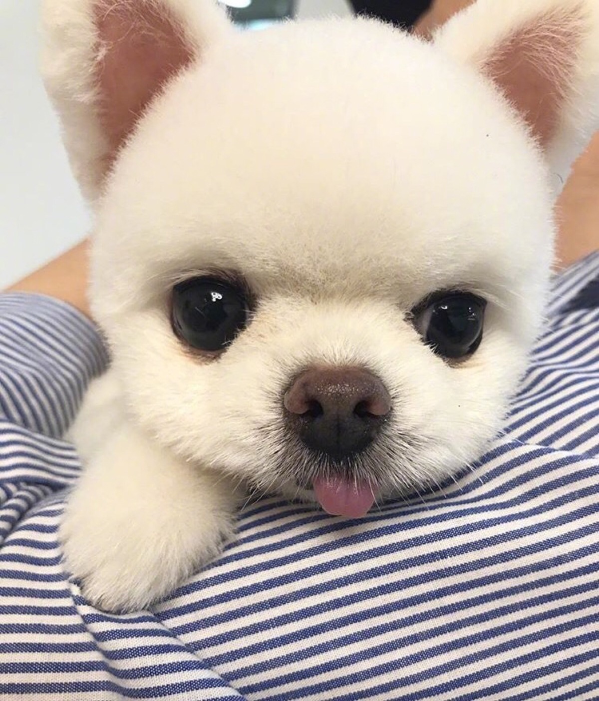 博美犬 