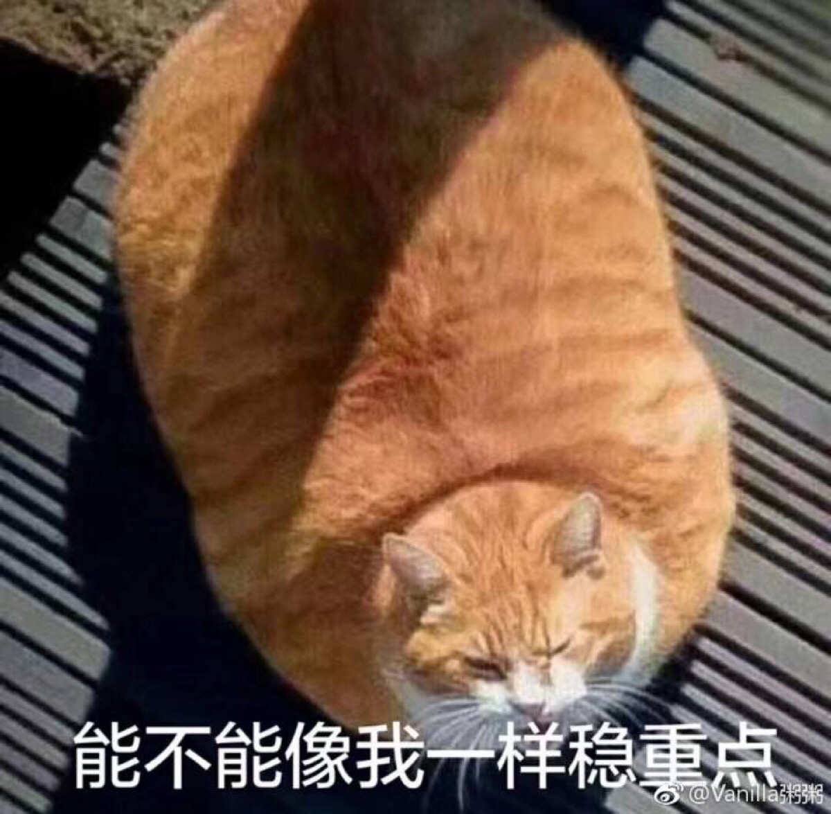 橘猫