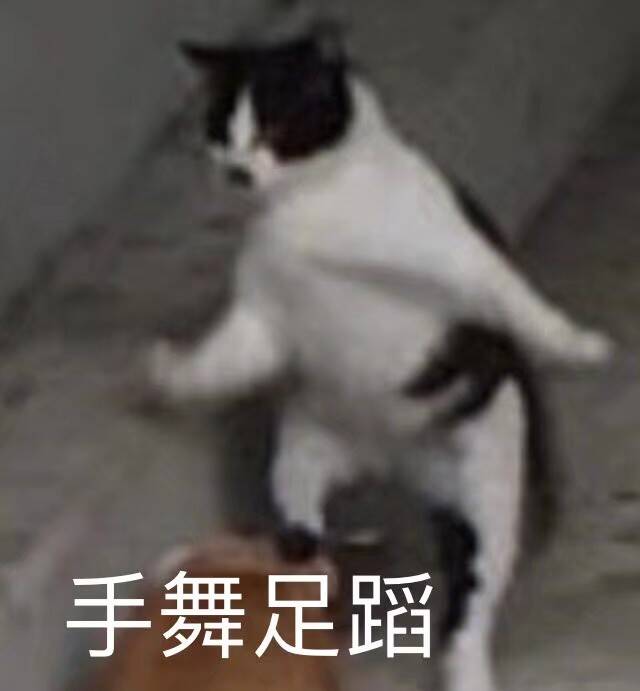 猫表情包可爱 手舞足蹈