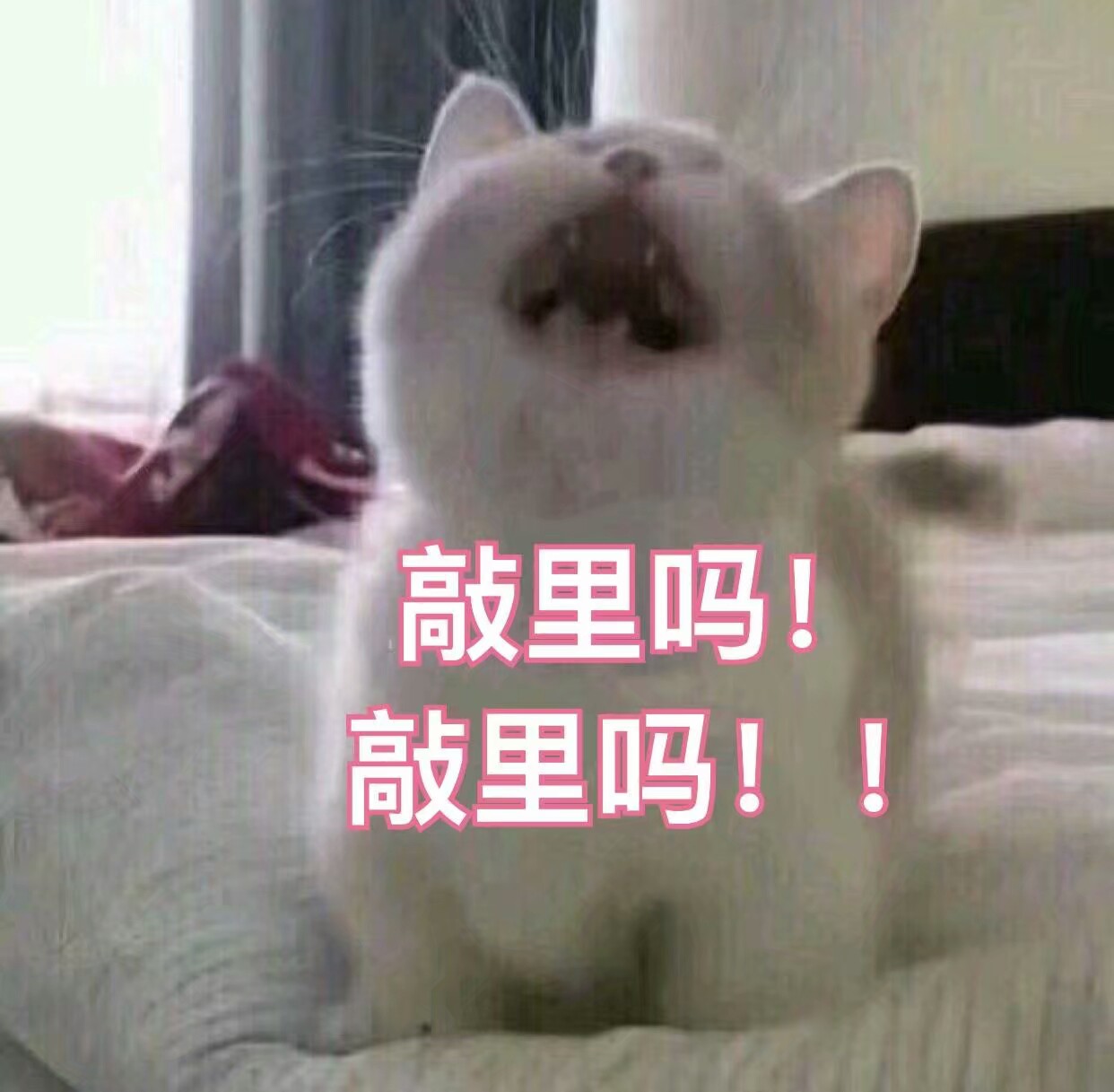 猫表情包可爱 敲里吗!