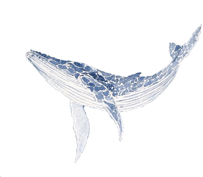 手绘动物 海洋 鲸鱼
