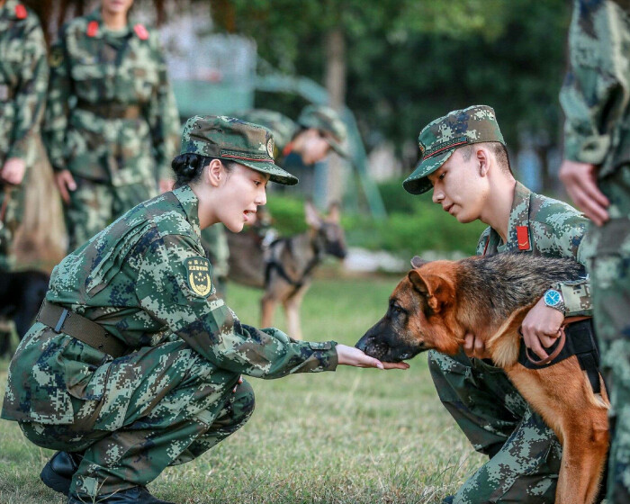 张馨予 奇兵神犬