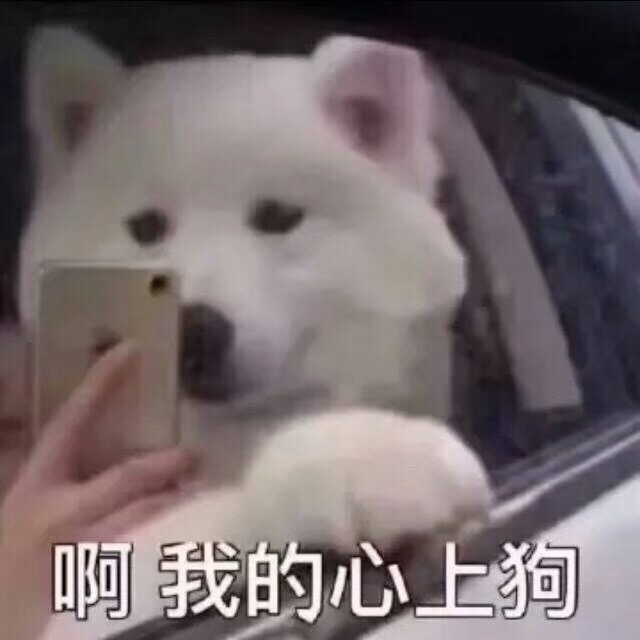 狗子表情包