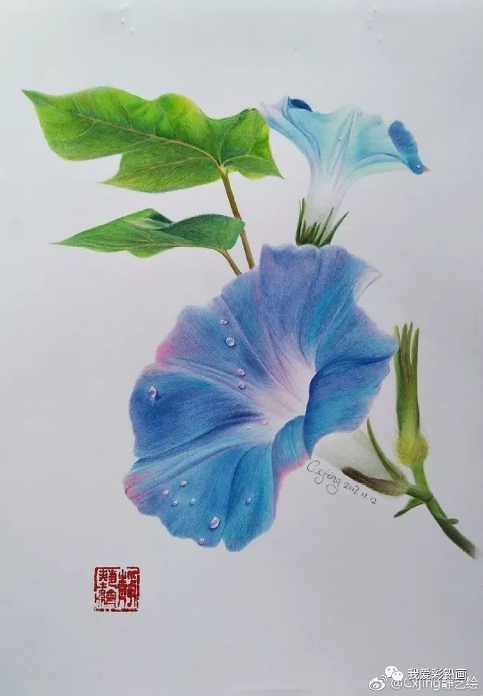 彩铅手绘~牵牛花