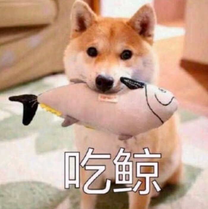 狗狗表情包 "吃鲸"