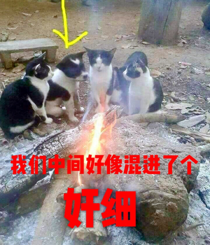 猫狗表情包 "我们中间好像混进了个奸细"