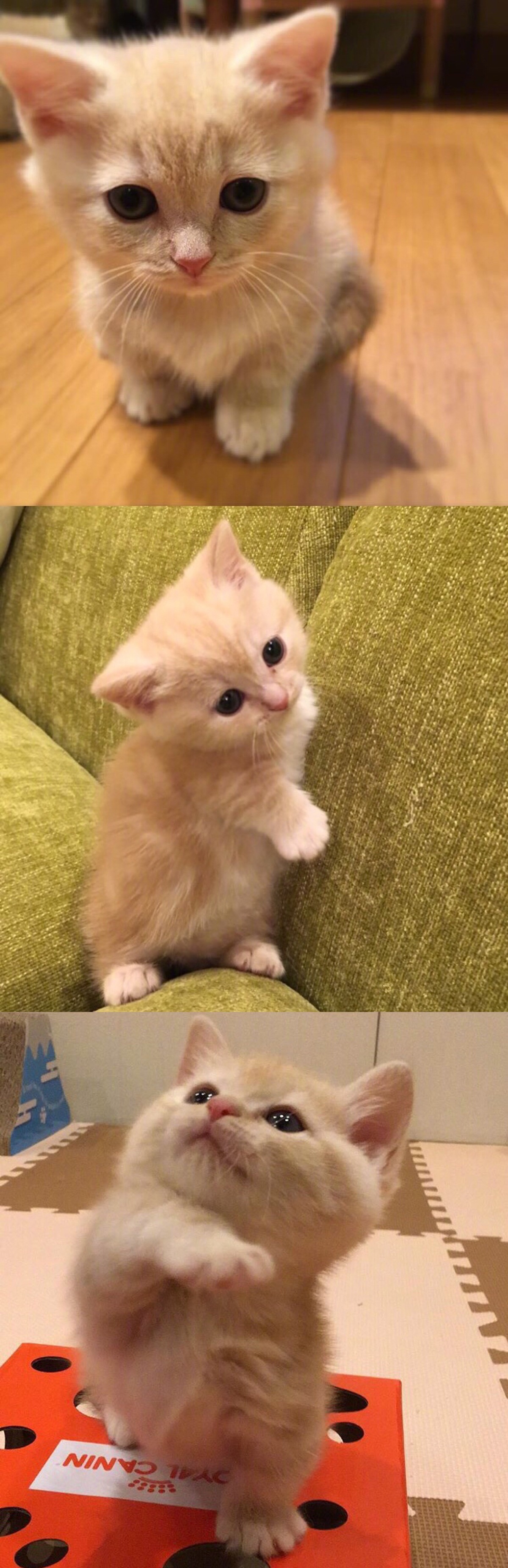 橘猫