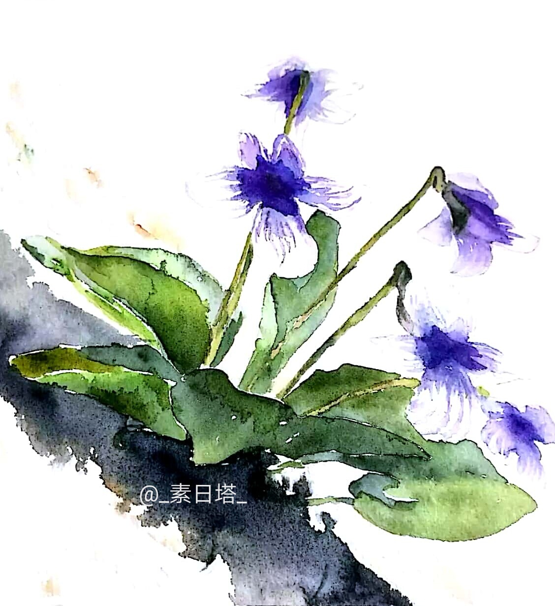 素日塔 插画 植物 紫花地丁 扫描一下既然比原画好看一点了,大概以后