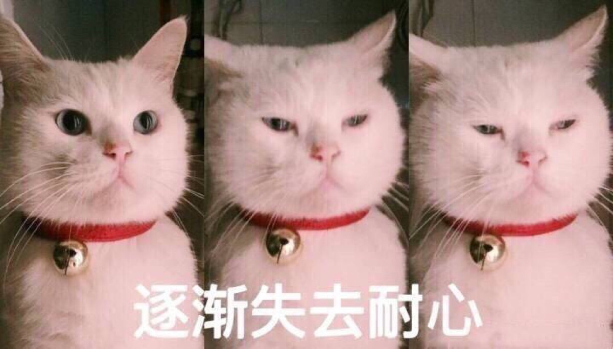 猫咪表情包