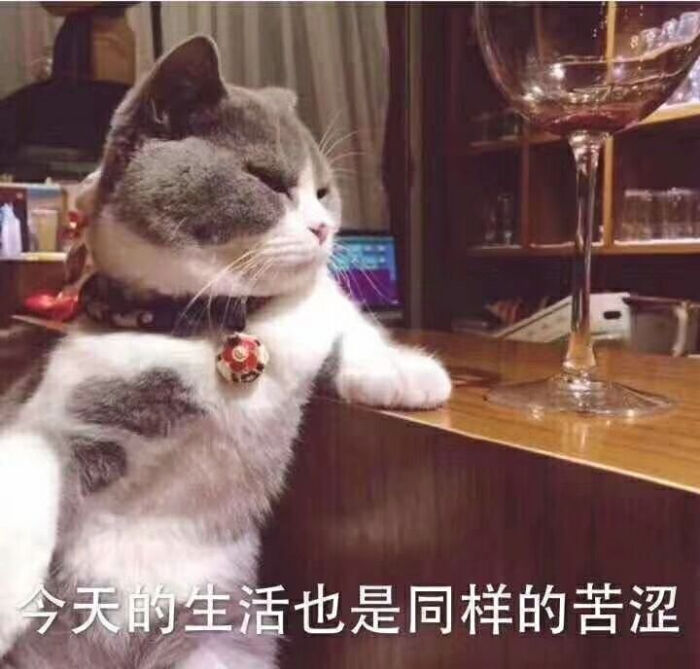 猫咪表情包〃66