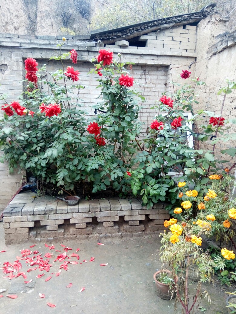 九月花 