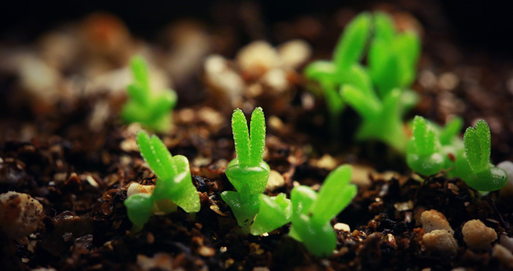 藏匿在植物界的「小兔子」