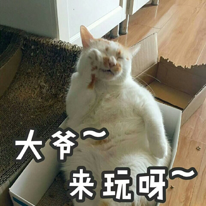 猫表情包可爱