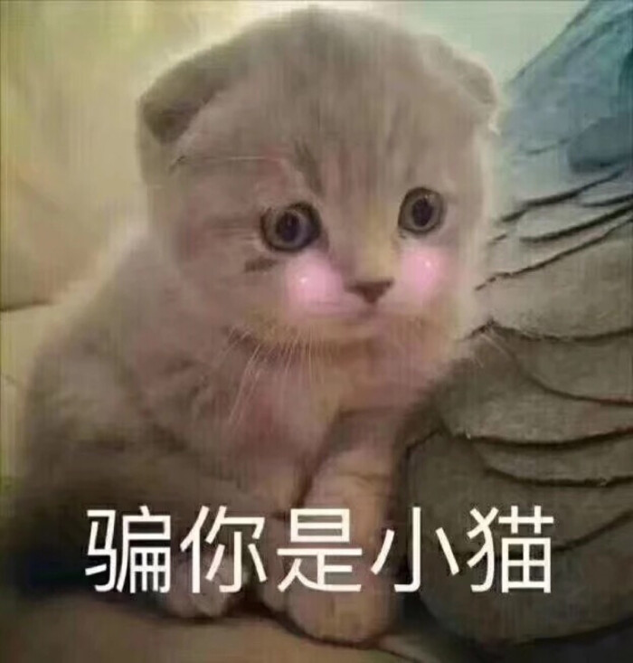 表情包【骗你是小猫】