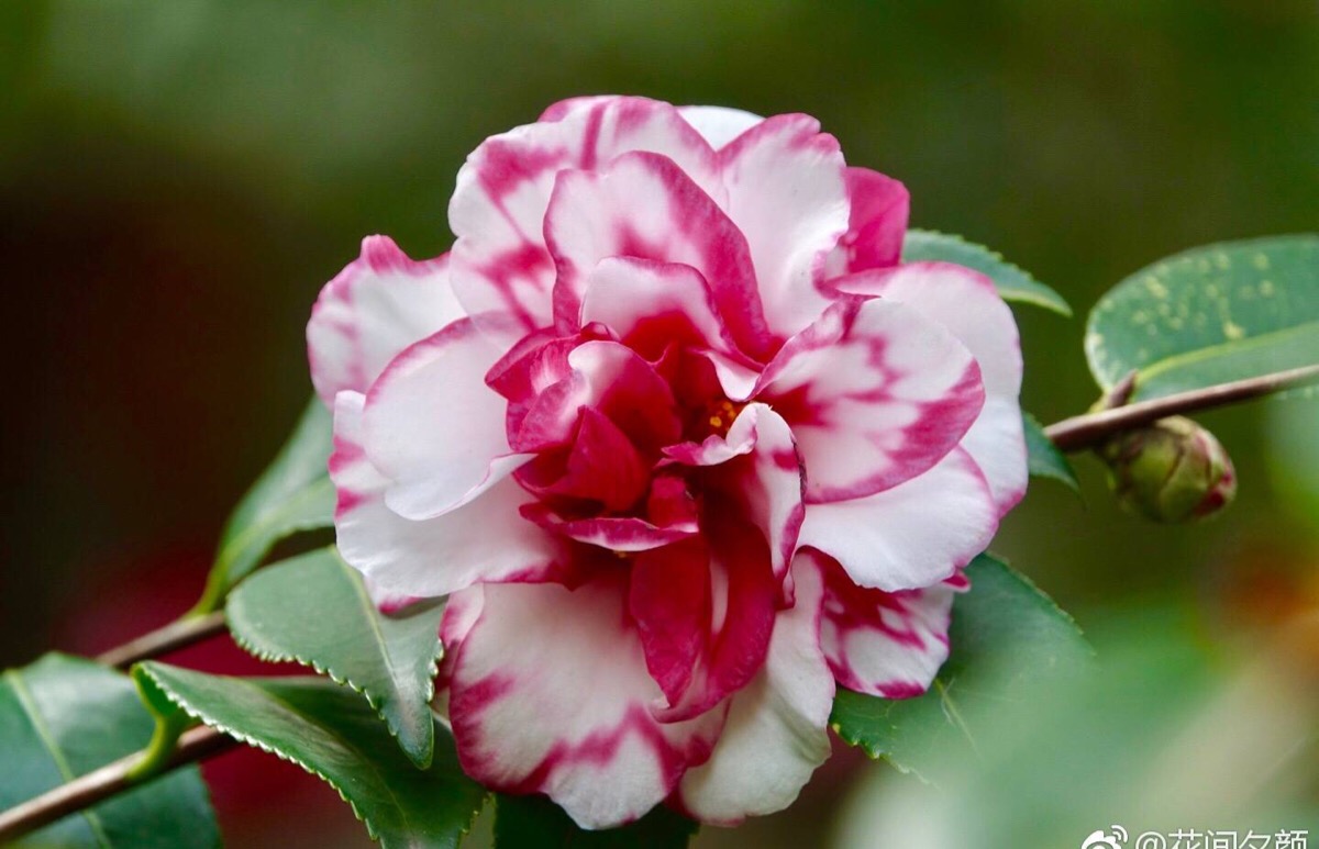 茶梅,叶似山茶,花如梅.