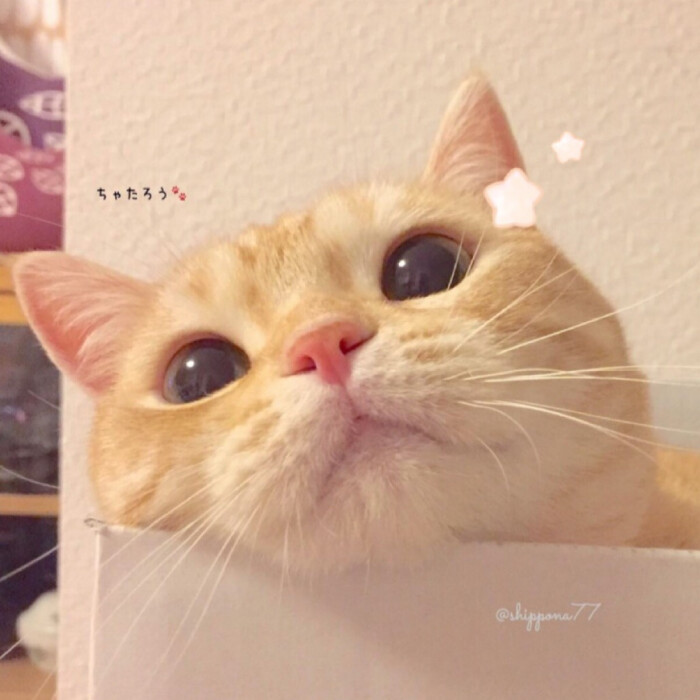 头像 搞怪头像 情侣头像 猫咪 表情包