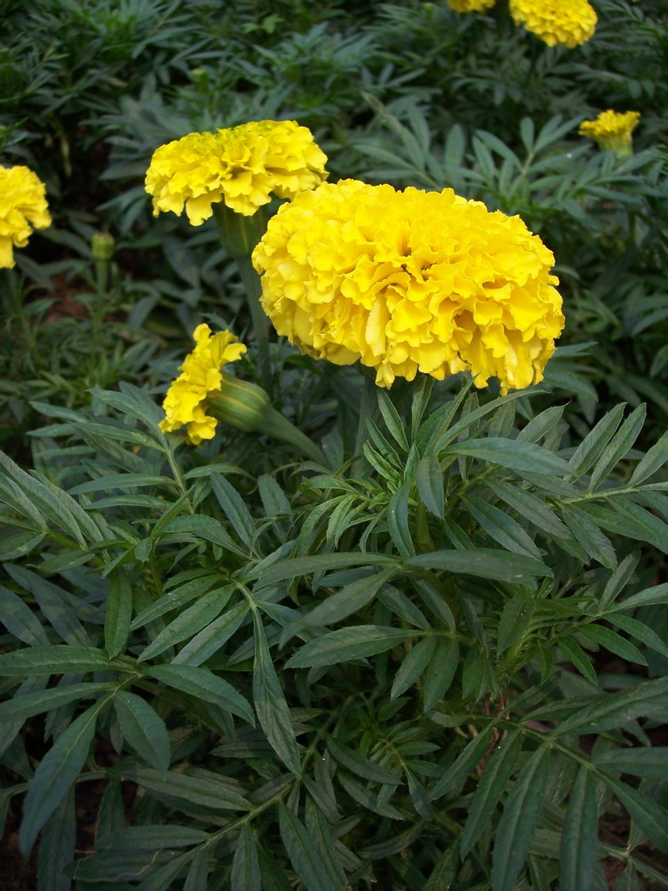 万寿菊(tagetes erecta l)为菊科万寿菊属一年生草本植物,茎直立,粗壮