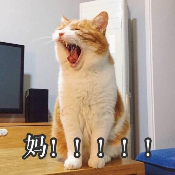 猫咪表情包