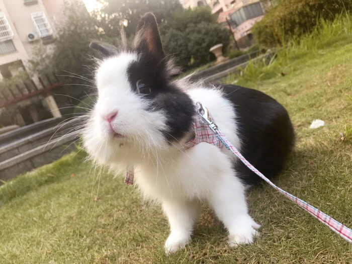 道奇兔 道奇猫猫兔 宠物兔