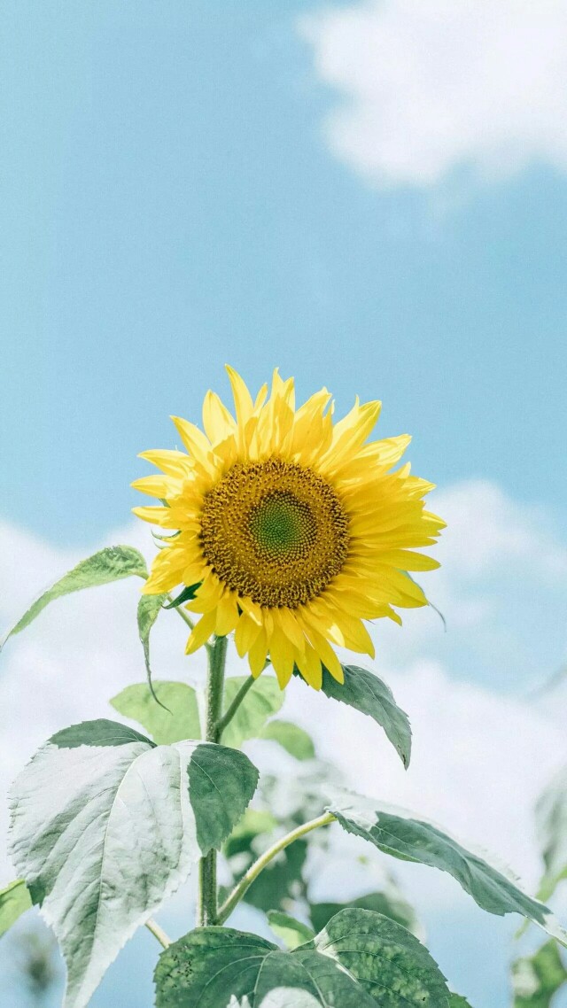 壁纸 向日葵