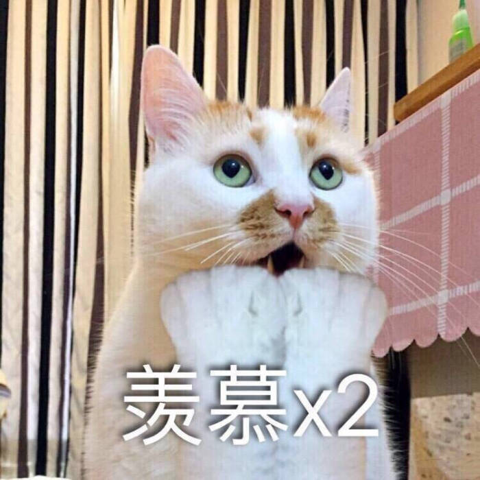 羡慕 猫咪 表情包