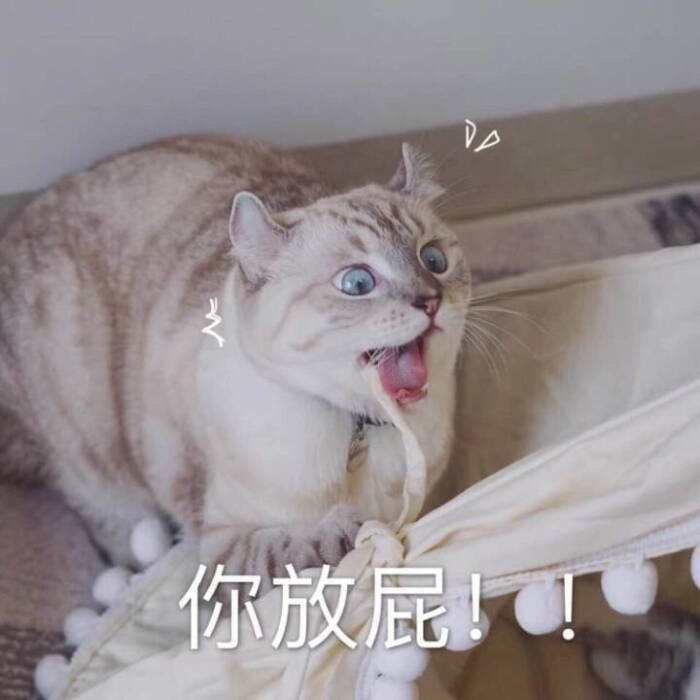 你放屁 猫咪表情包
