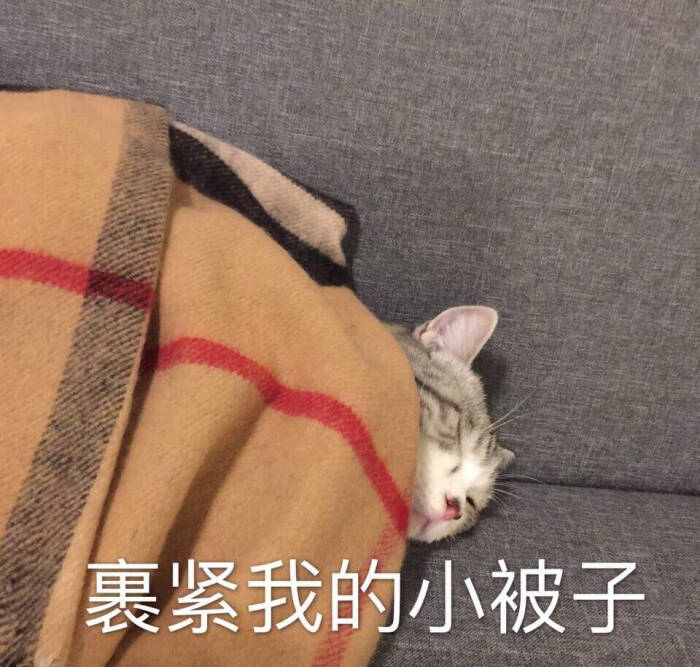 裹紧我的小被子 猫咪表情包