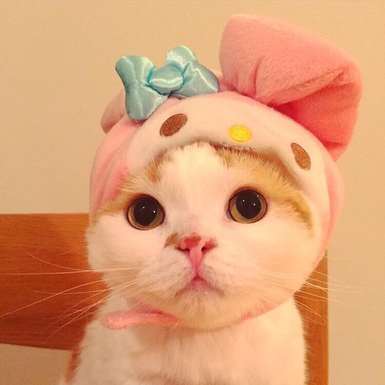 daisy妤故の猫 小奶猫 可爱 猫星人