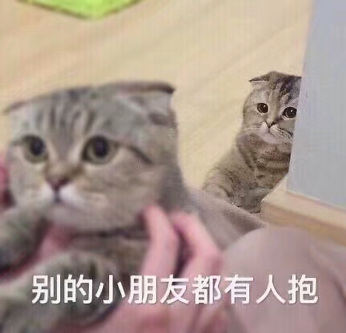 猫咪表情包