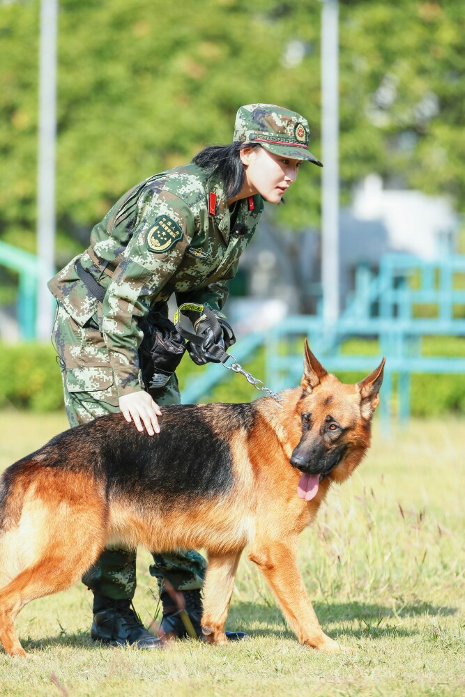 张馨予 奇兵神犬