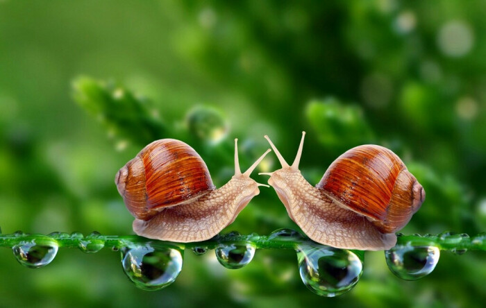两蜗牛 