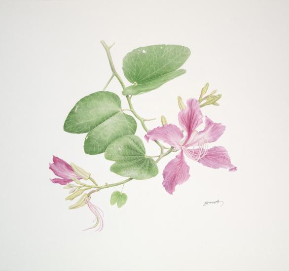 黑紫荆(bauhinia blakeana 红花羊蹄甲水彩 2012切丽·安·戈赛特