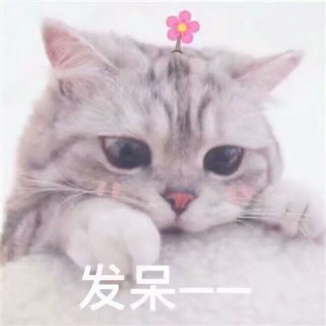 猫/表情包/可爱/发呆——