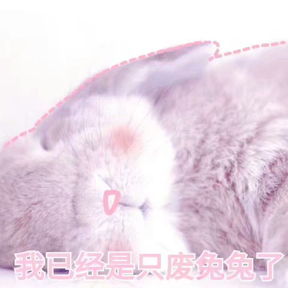表情包 兔子