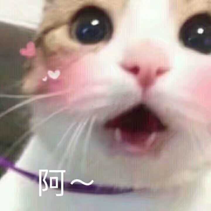 猫咪 猫 可爱 表情包 斗图