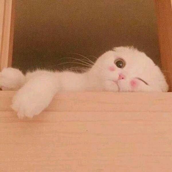 少女心图片少女心背景粉色猫咪