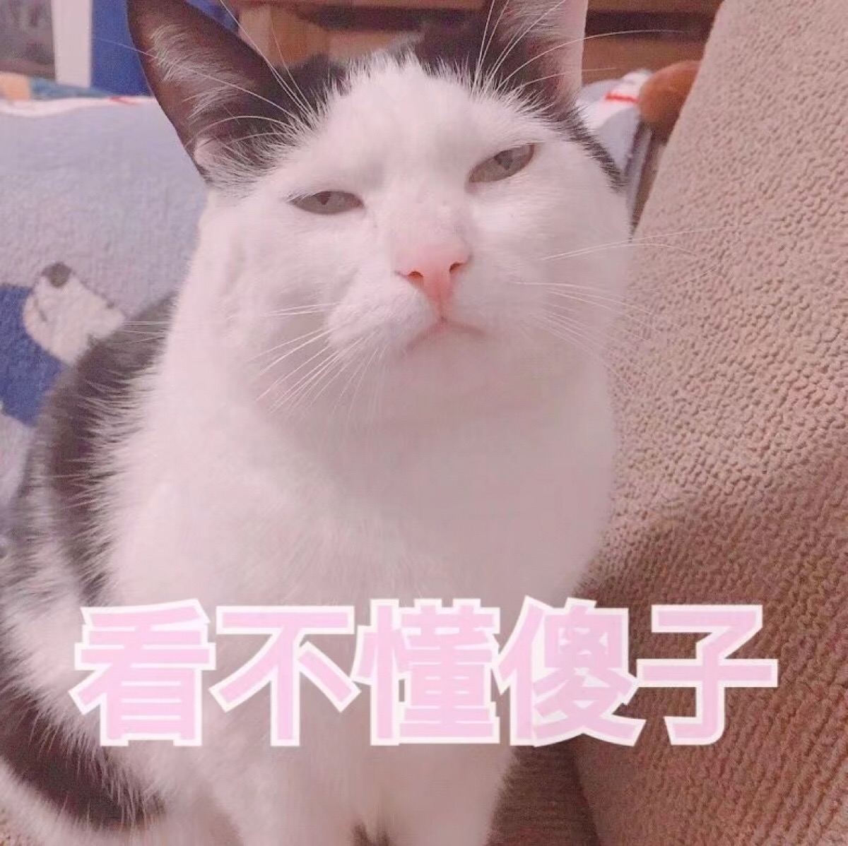 猫咪 表情包