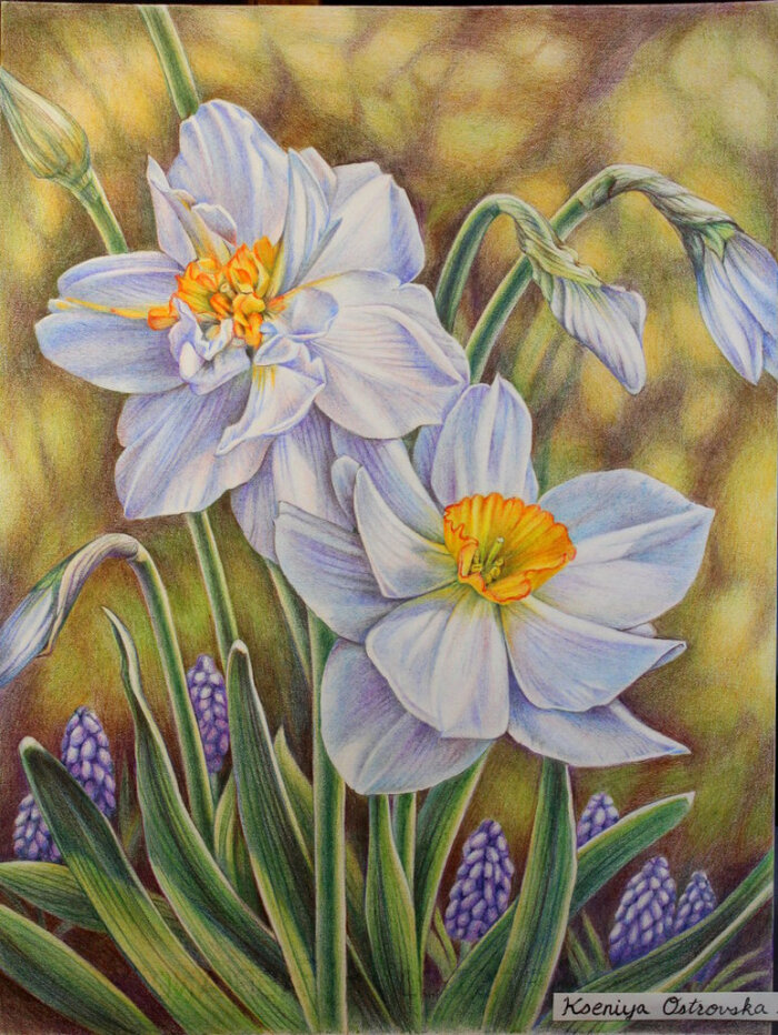 【春天里的水仙花】奥斯特罗夫斯卡的彩铅画