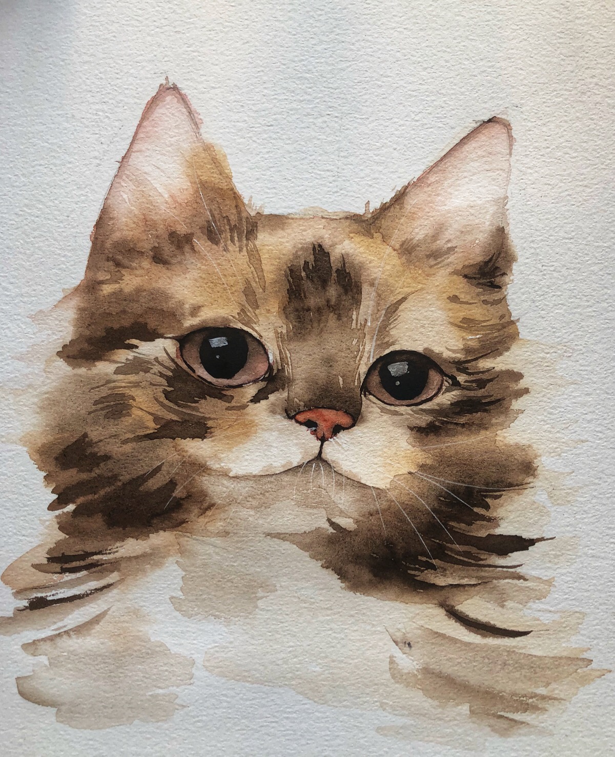 水彩手绘,缅因猫,萌仔开绘啦临摹