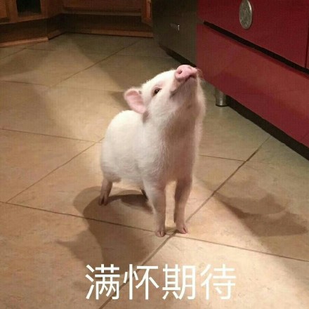 猪猪表情包