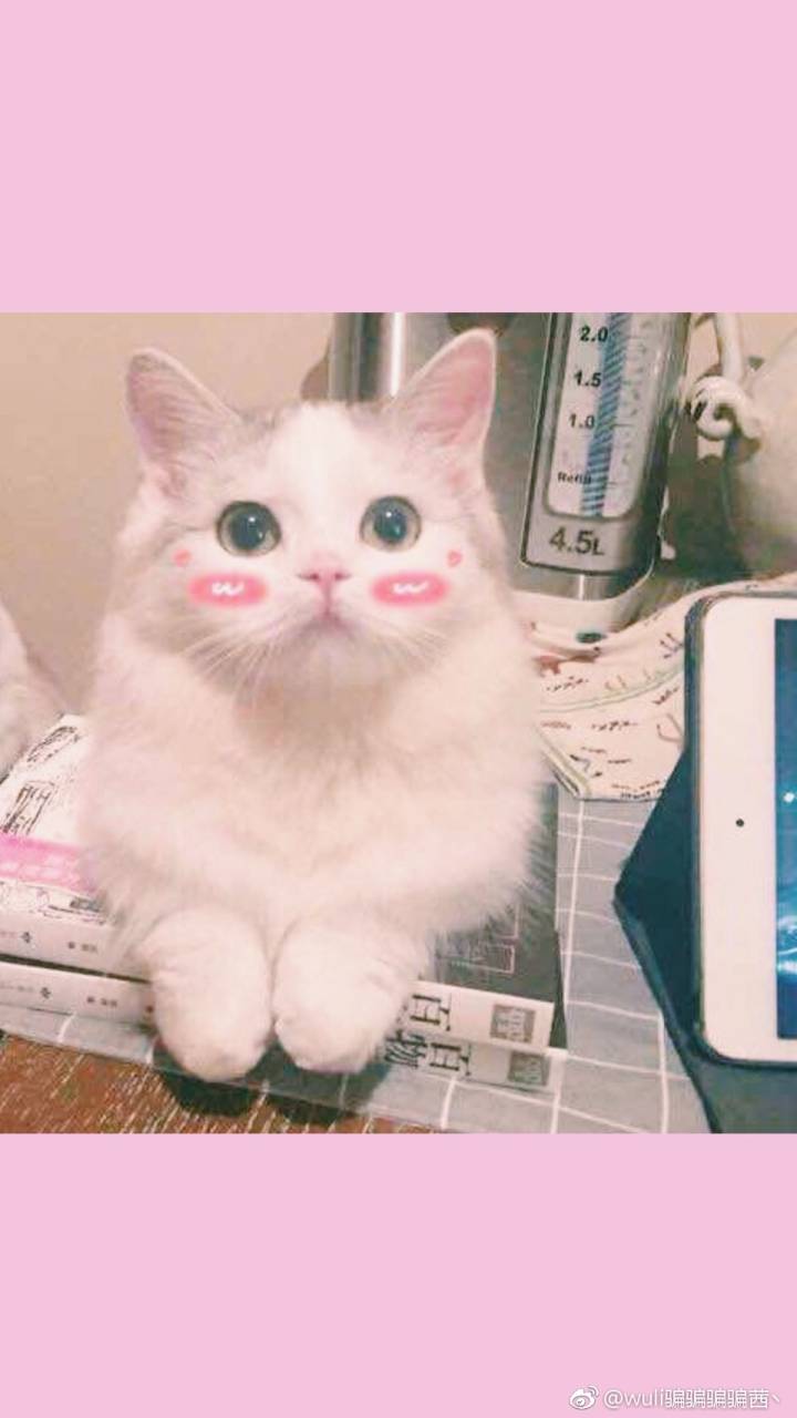 粉色壁纸猫咪