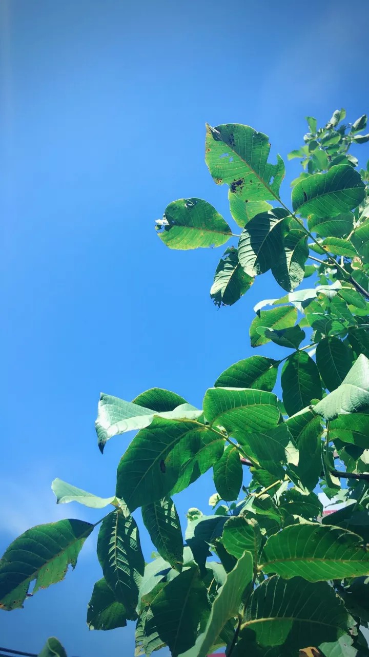 绿植