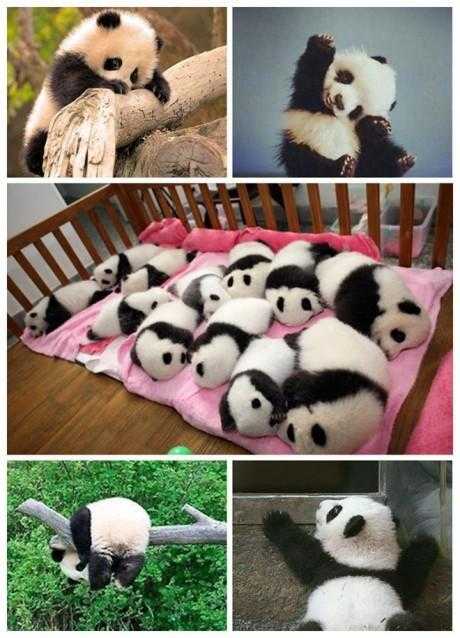 图源百度 大熊猫 胖达