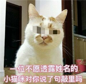 斗图,文字图,bilibili,b站,二次元,哔哩哔哩,带字图片搞笑表情包,橘猫