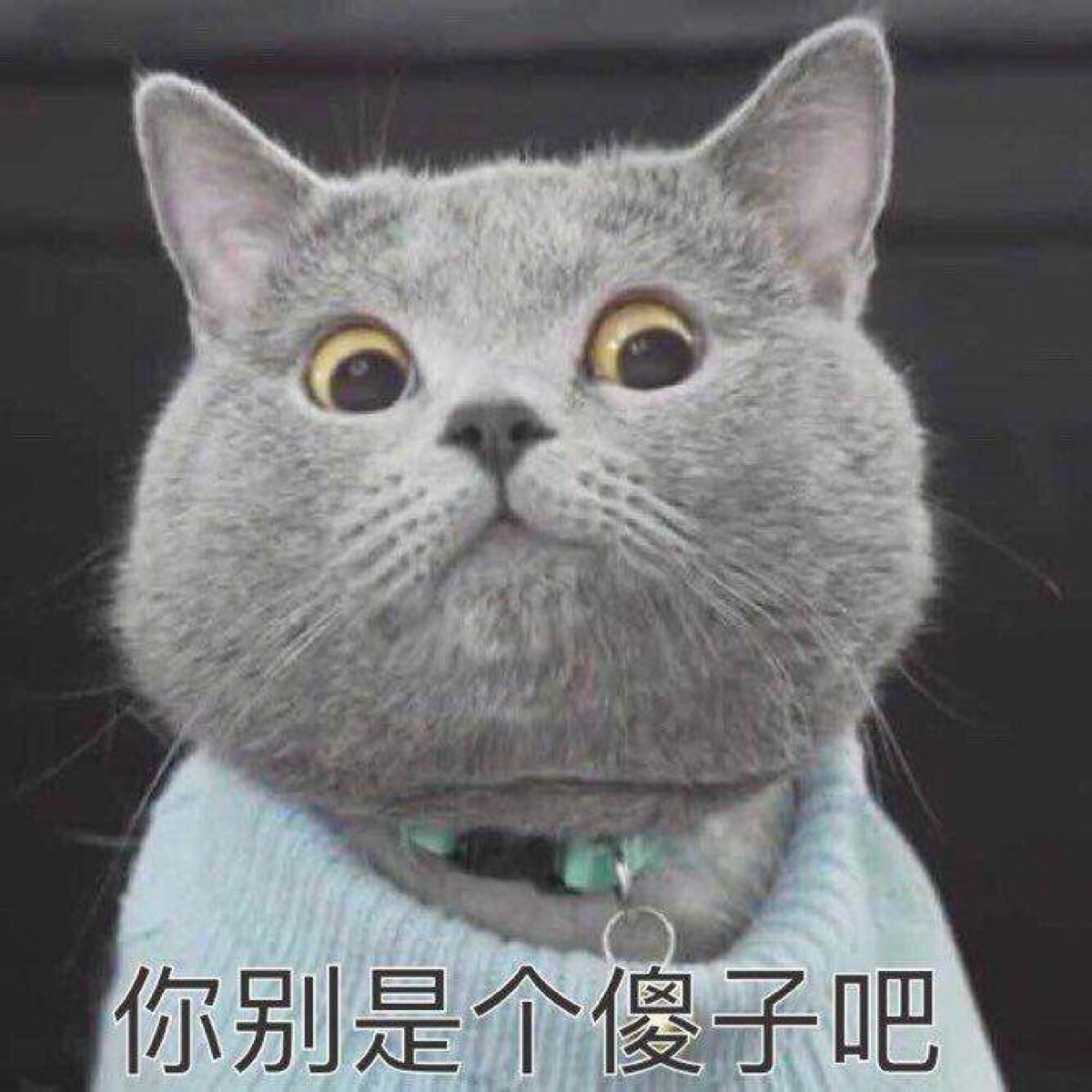 表情包猫咪