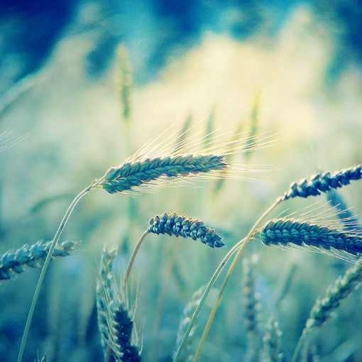 『一花一叶一世界』麦子,唯美意境,小清新植物壁纸绿色的世界充满希望