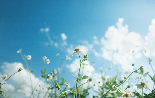 『一花一叶一世界』小雏菊,唯美意境,小清新植物壁纸