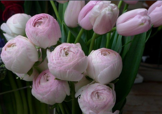 芹菜花,陆莲花,为毛茛科,花毛茛属多年生草本花卉.