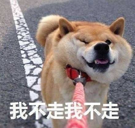 柴犬表情包