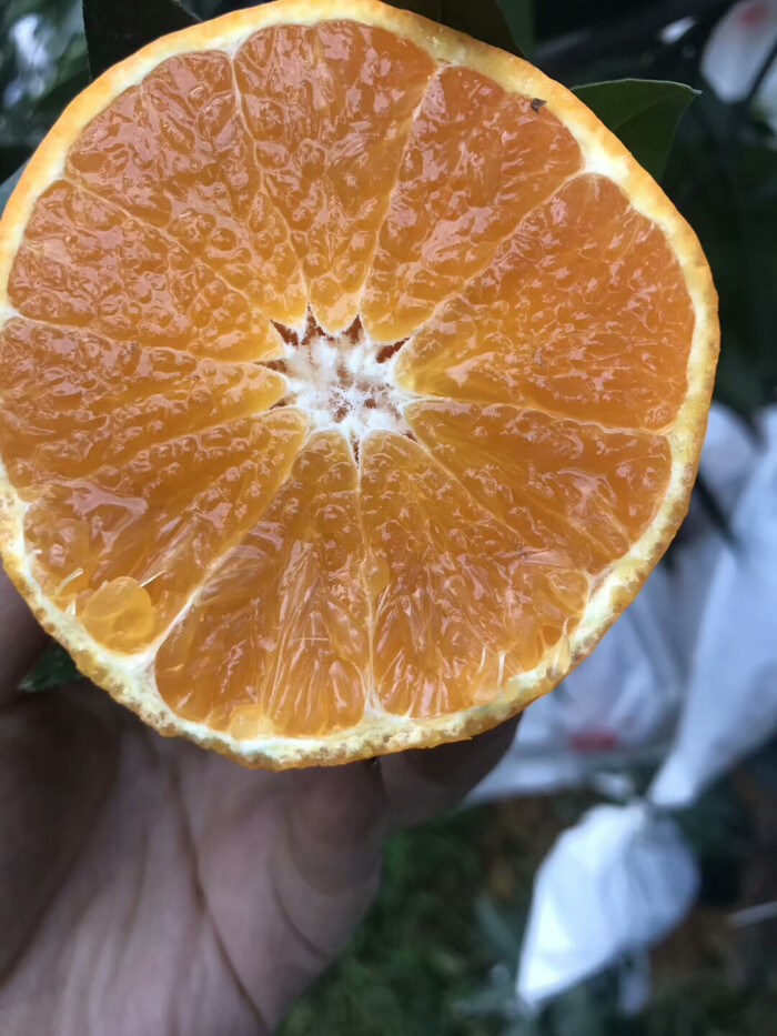 我有橘子皮薄、好剥皮的优势!更有橙子水分充